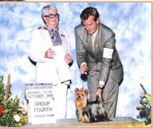  DURRER'S BRAVO BRAVO &mdash; Labaza DogPedigree YorkshireTerrier